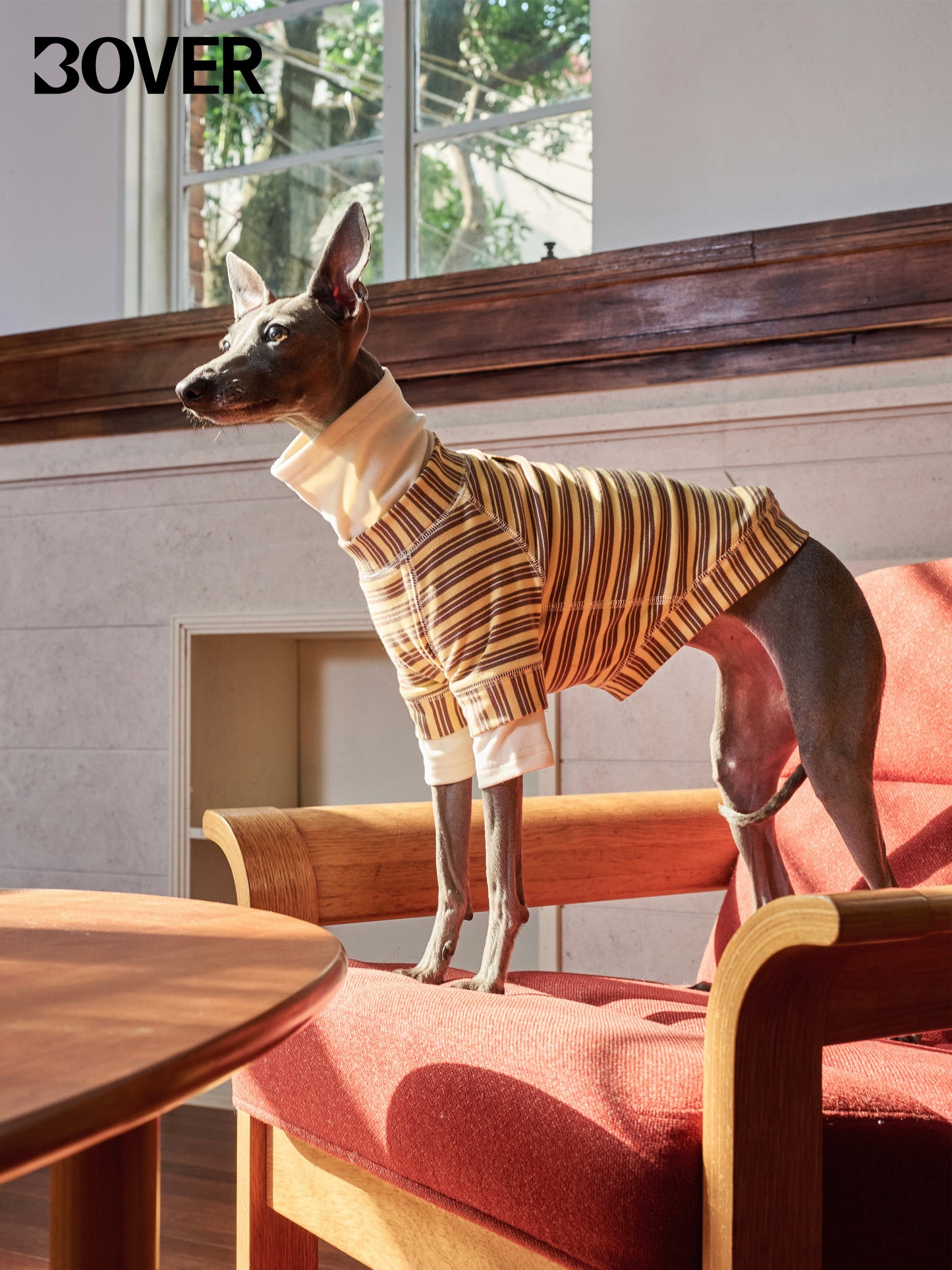 BOVER "Homebody Dog" Velvet Shirt - Cozy Pet Loungewear