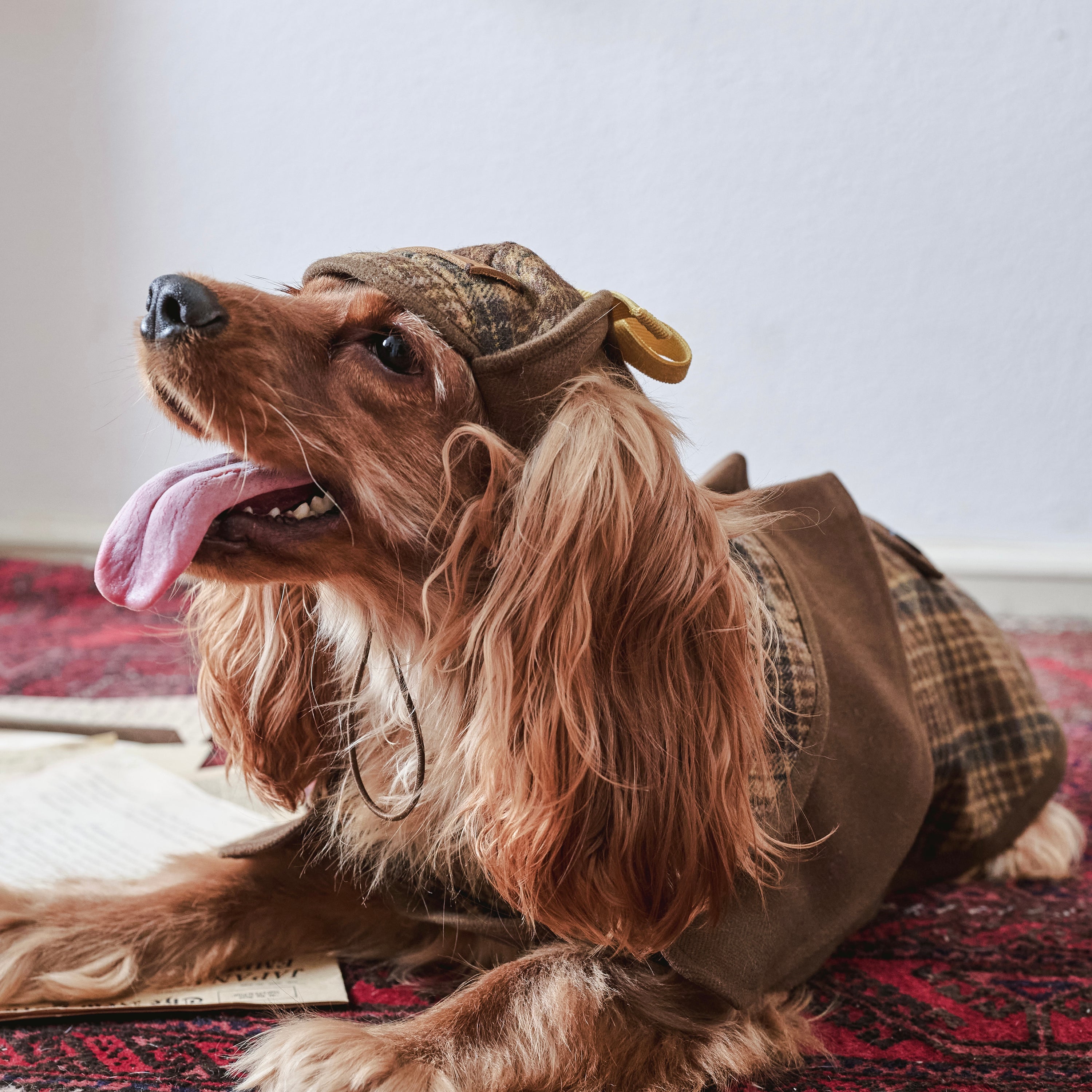 BOVER "Detective Dog" Sherlock Hat