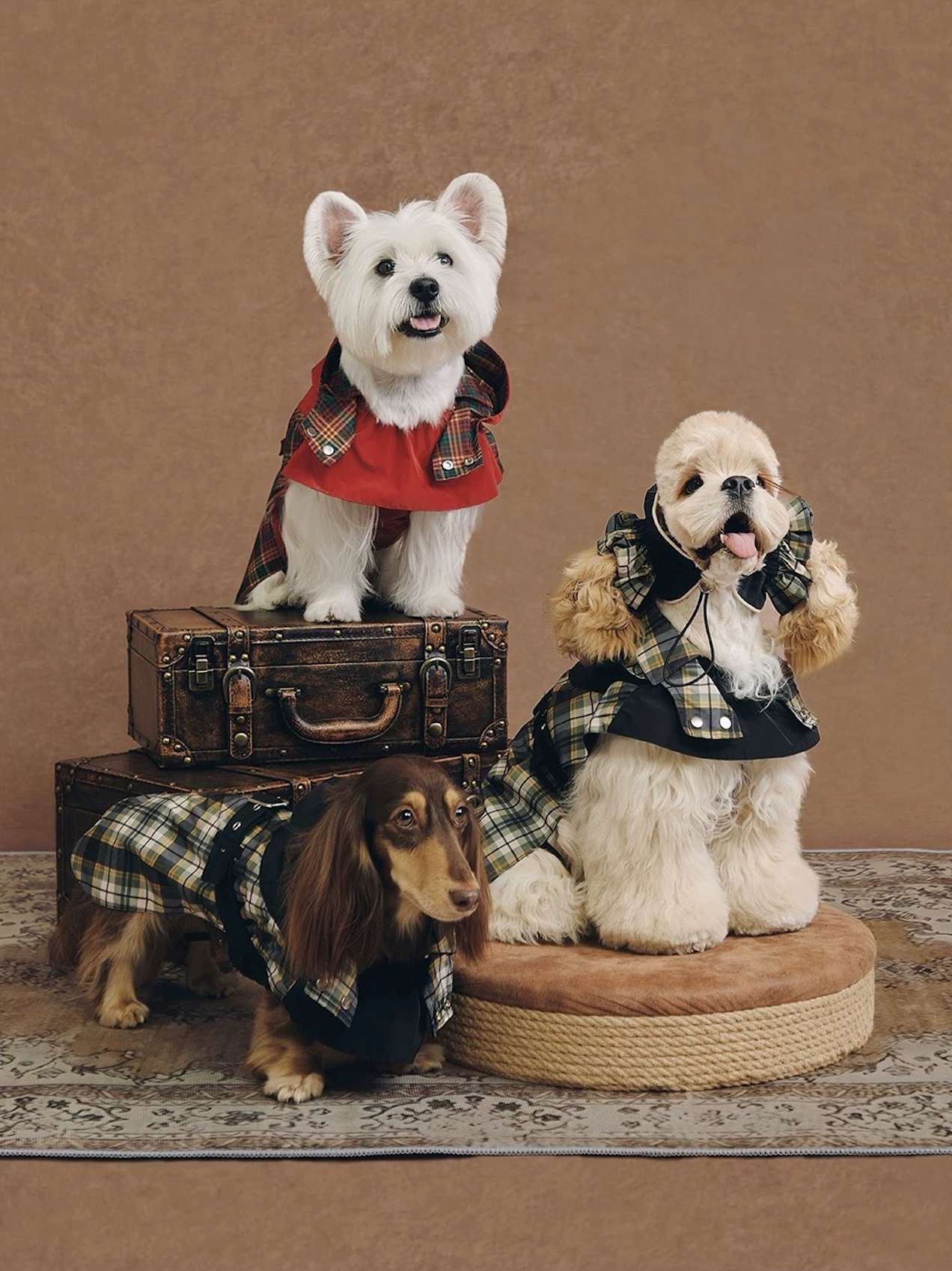 Stripe Waterproof Windbreaker