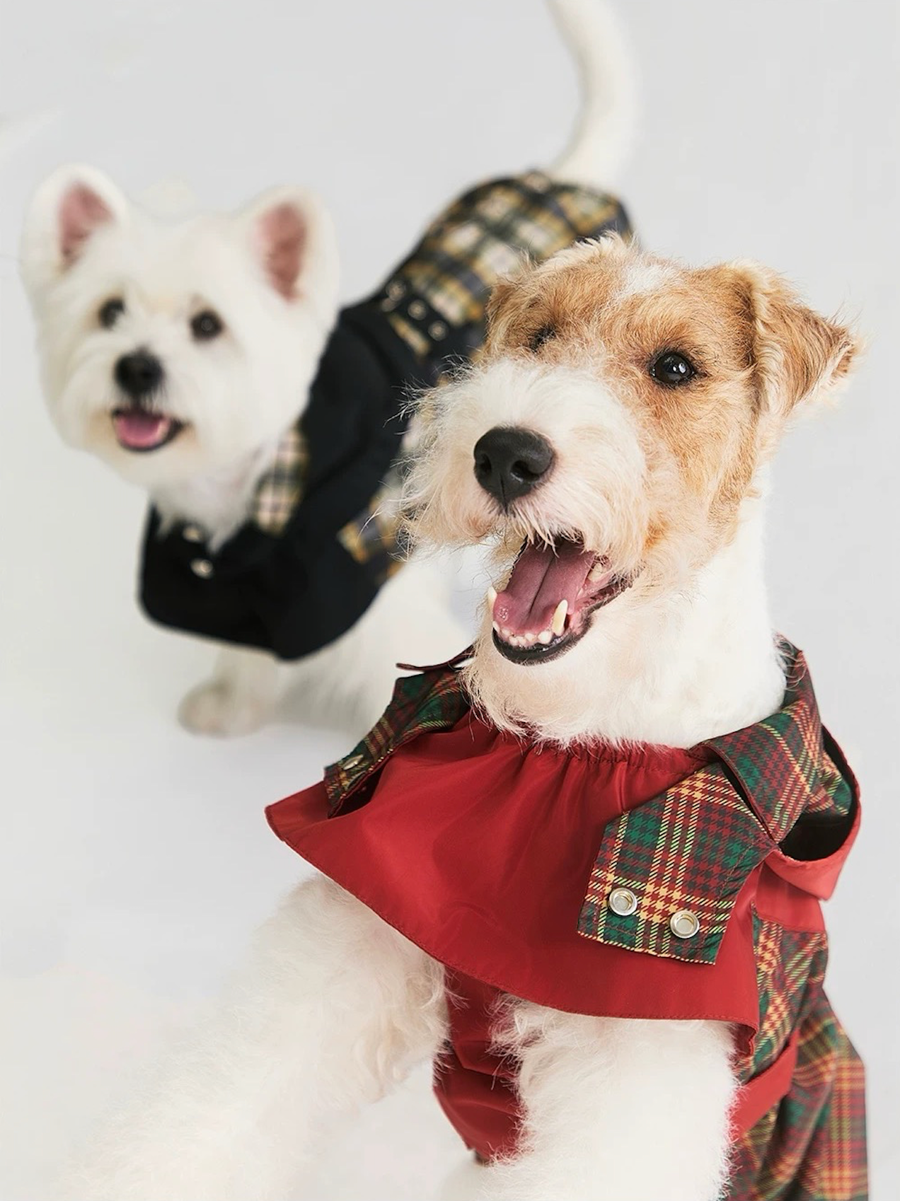 Stripe Waterproof Windbreaker