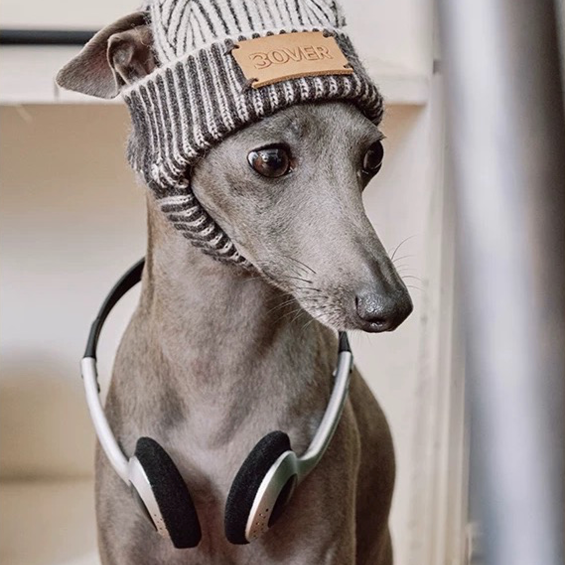 BOVER "Hip Hop Dog" Knit Beanie