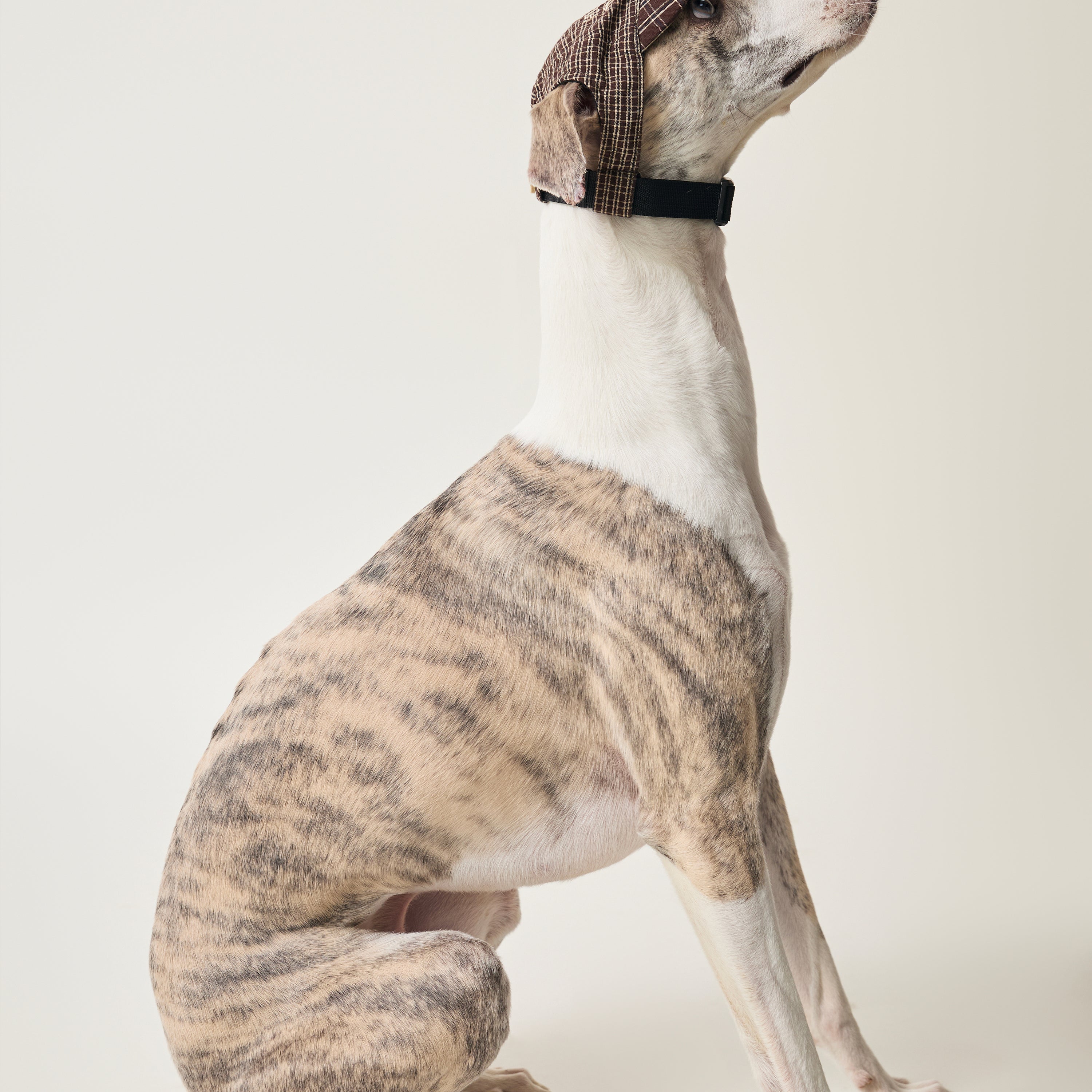 BOVER Pet Baseball Cap