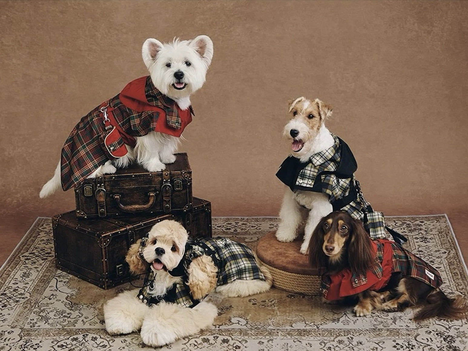 Urban Adventures in Waterproof Windbreakers: How BOVER Redefines Functional Pet Fashion