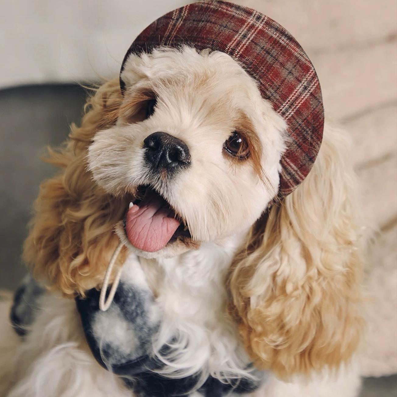 BOVER Reversible Pet Baseball Cap