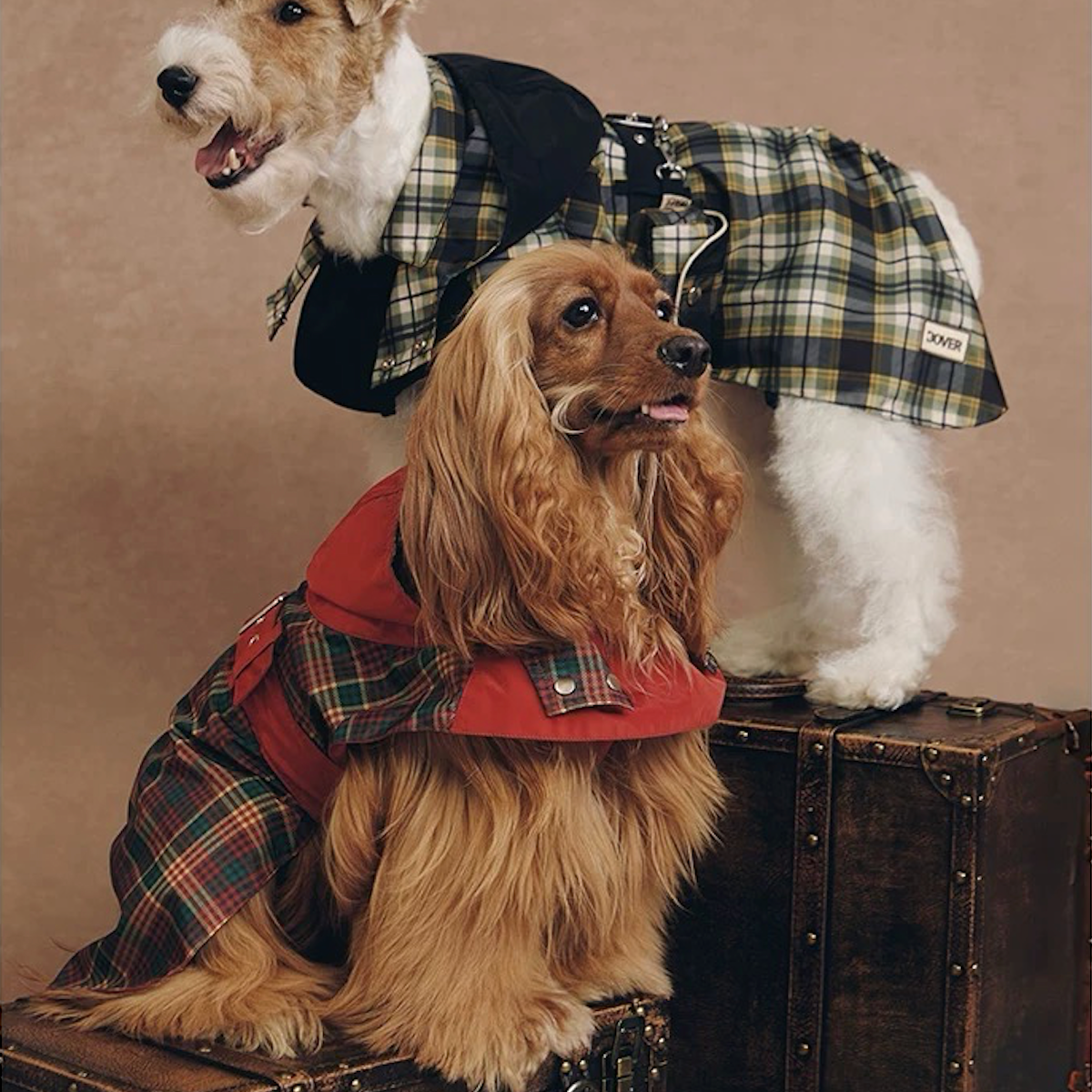 Stripe Waterproof Windbreaker