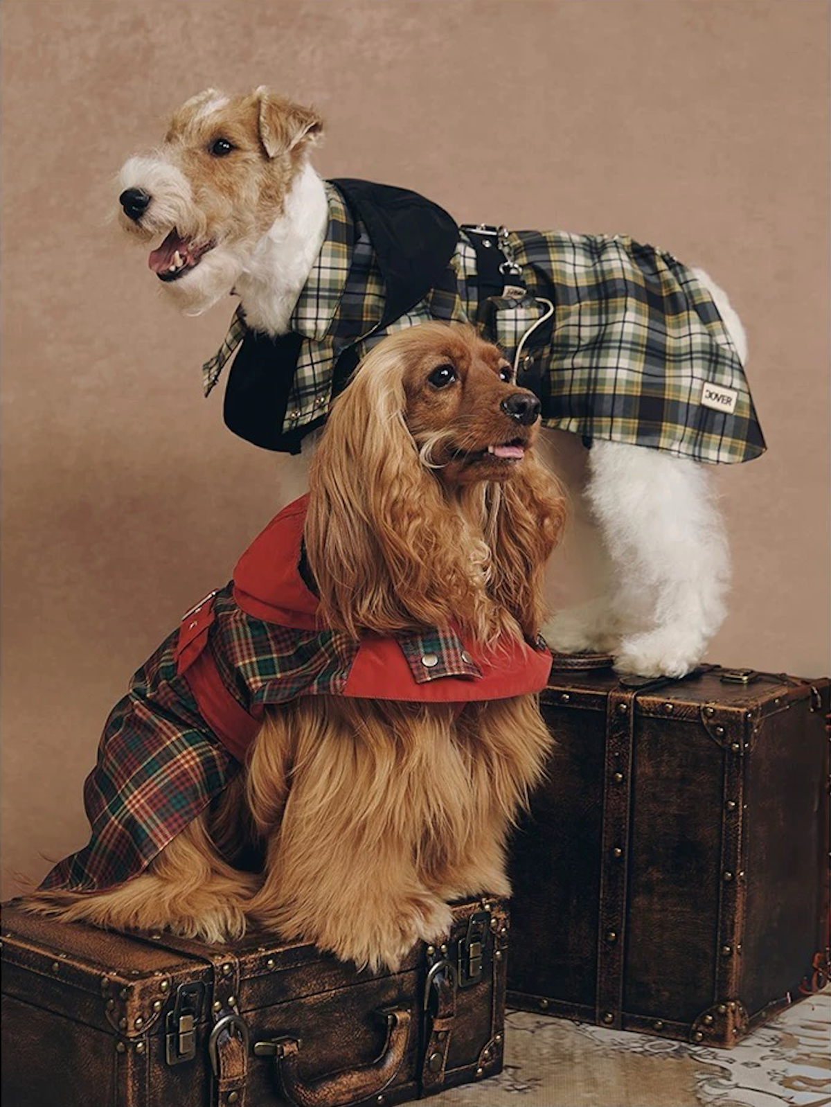 Stripe Waterproof Windbreaker