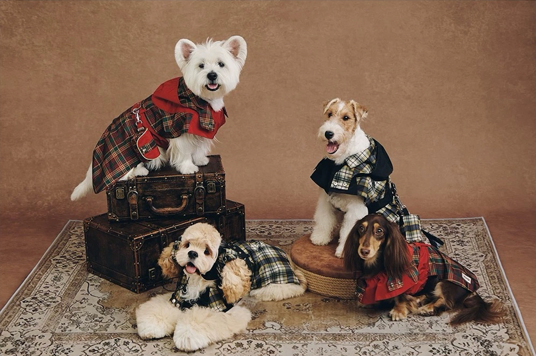 Stripe Waterproof Windbreaker