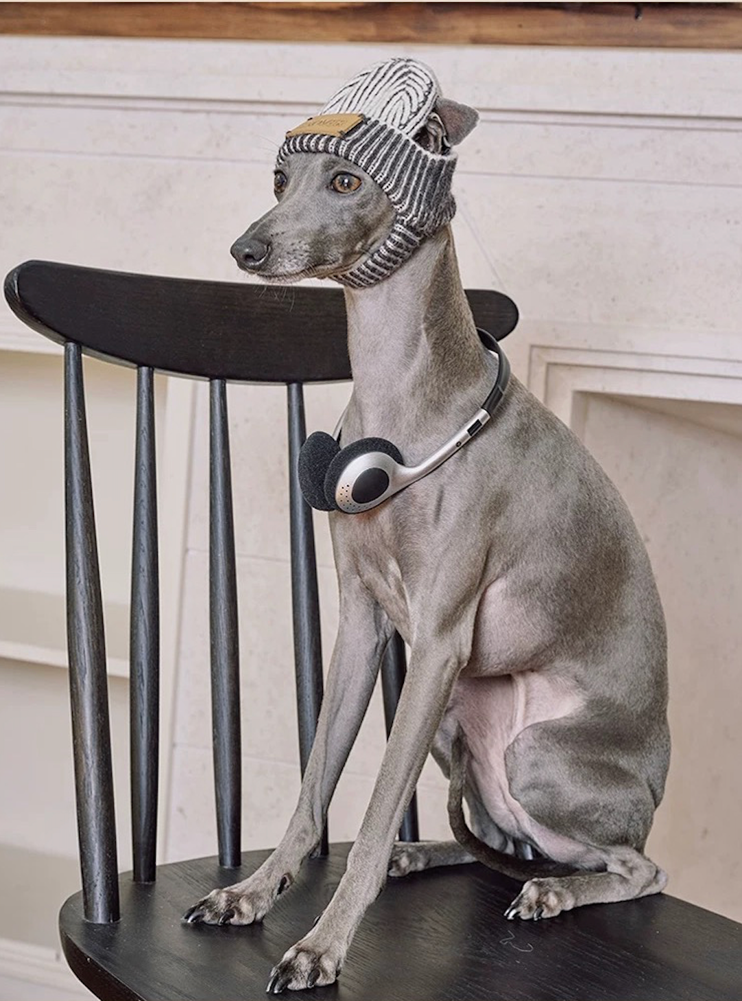 BOVER "Hip Hop Dog" Knit Beanie