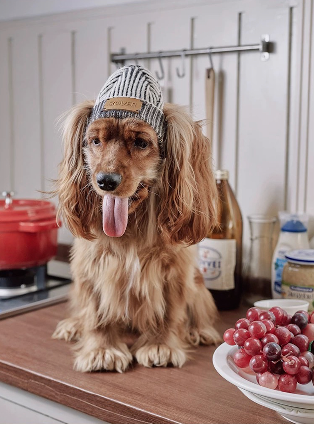 BOVER "Hip Hop Dog" Knit Beanie