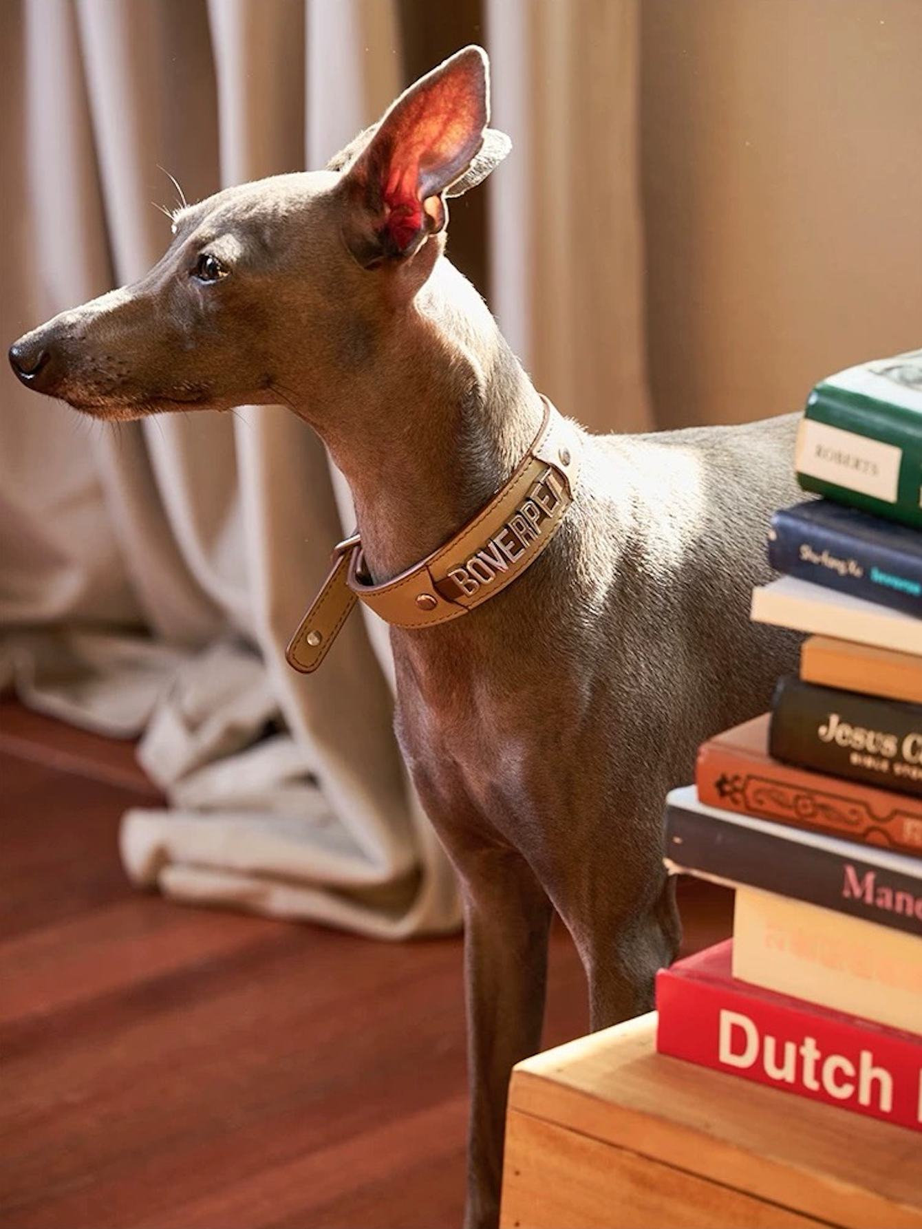 BOVER Custom Letter Collar