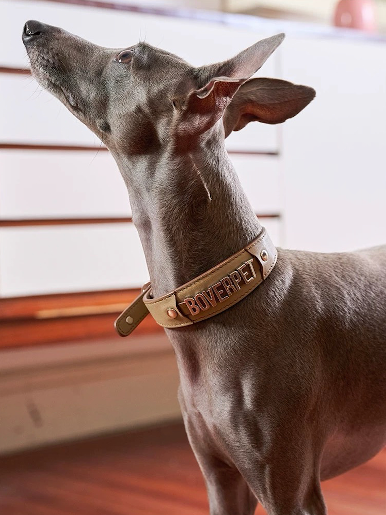 BOVER Custom Letter Collar