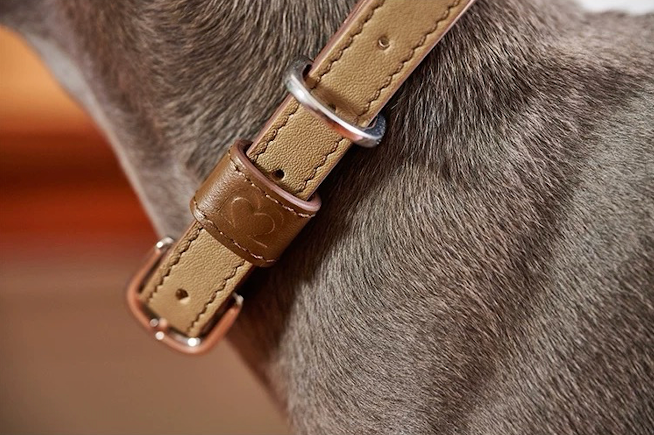 BOVER Custom Letter Collar