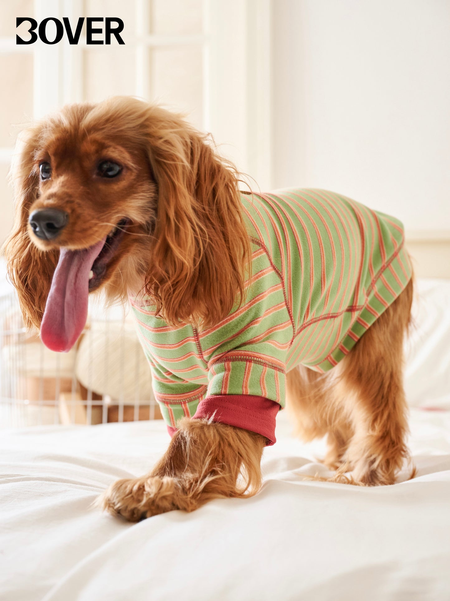 BOVER "Homebody Dog" Velvet Shirt - Cozy Pet Loungewear